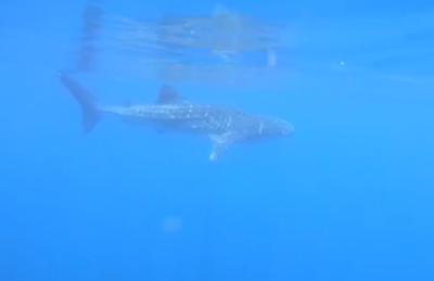 כריש לוויתן, הדג הגדול בעולם, במצפה אילת