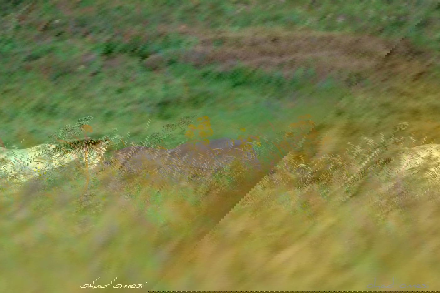 תקועים בבידוד? החיות יצאו להנות מהטבע