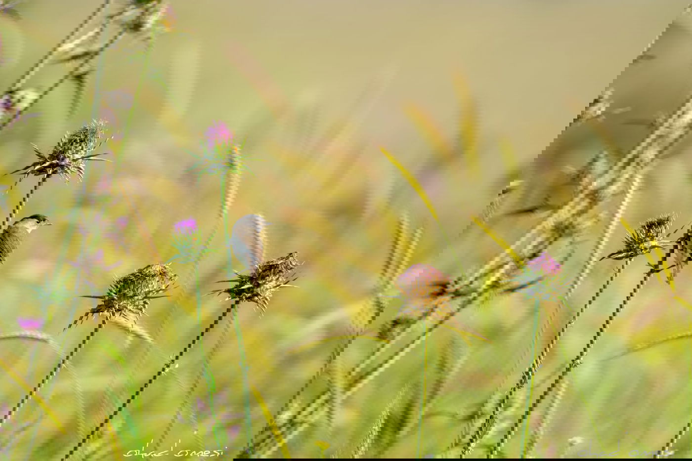 תקועים בבידוד? החיות יצאו להנות מהטבע