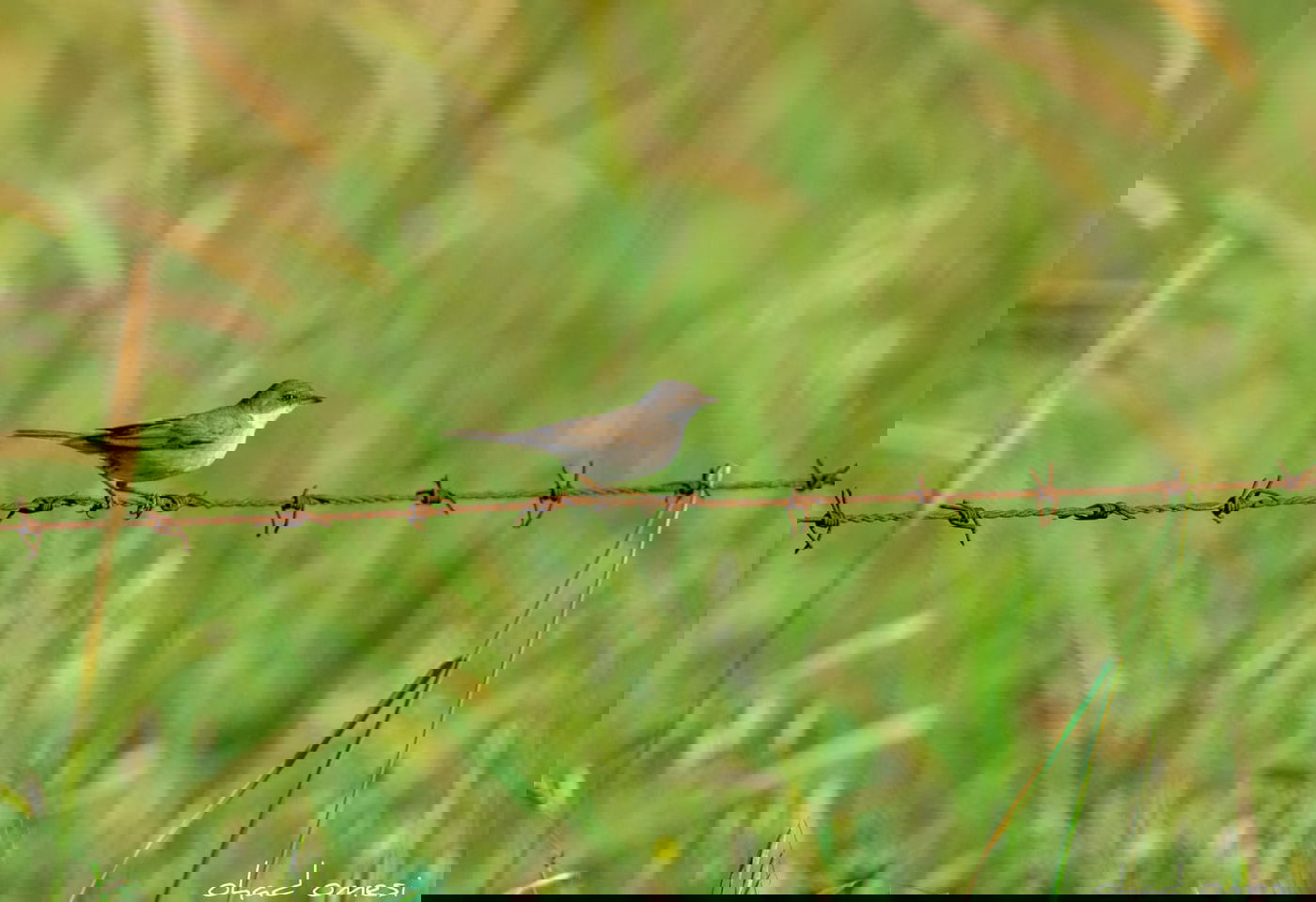 תקועים בבידוד? החיות יצאו להנות מהטבע