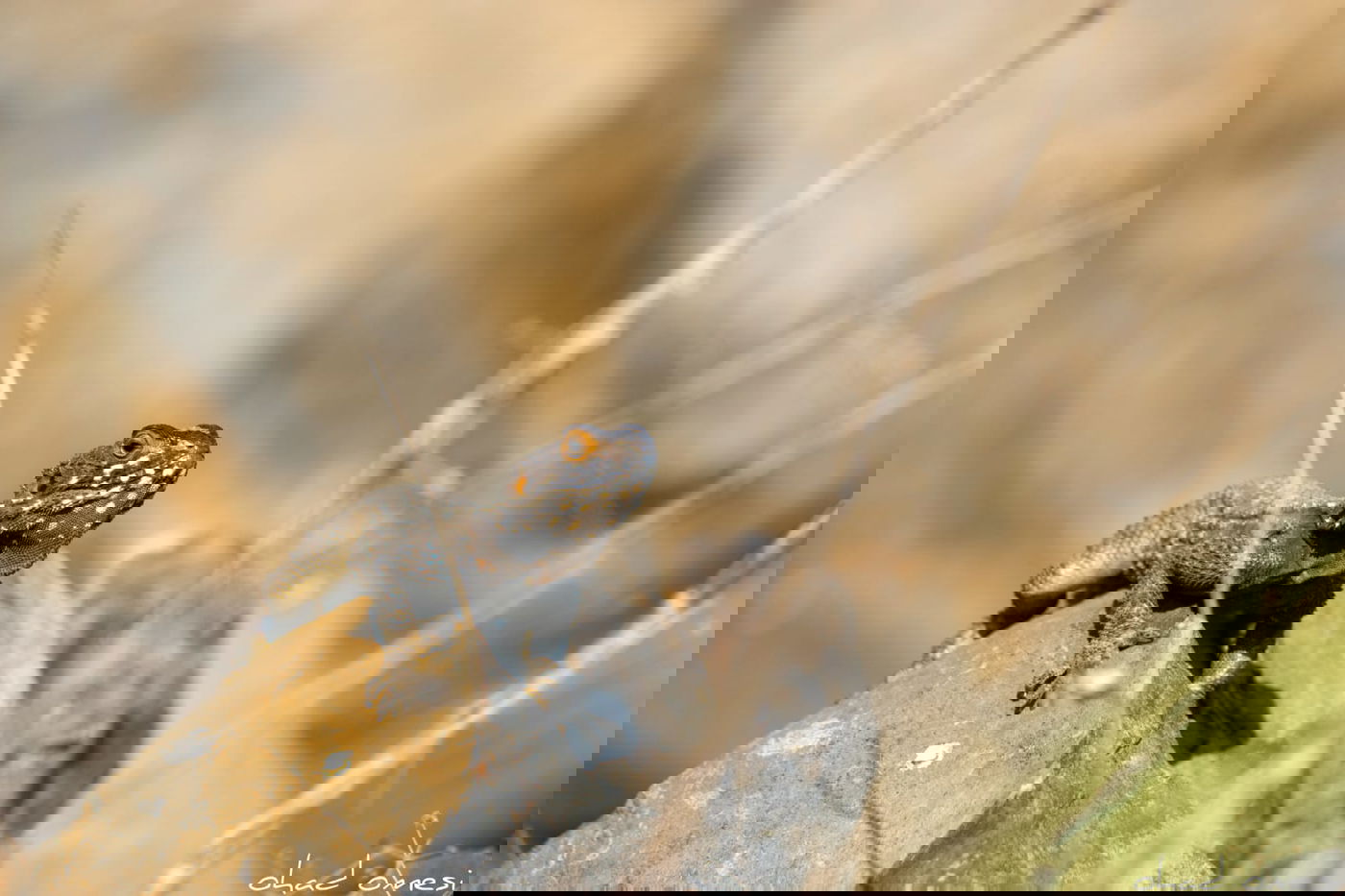 תקועים בבידוד? החיות יצאו להנות מהטבע