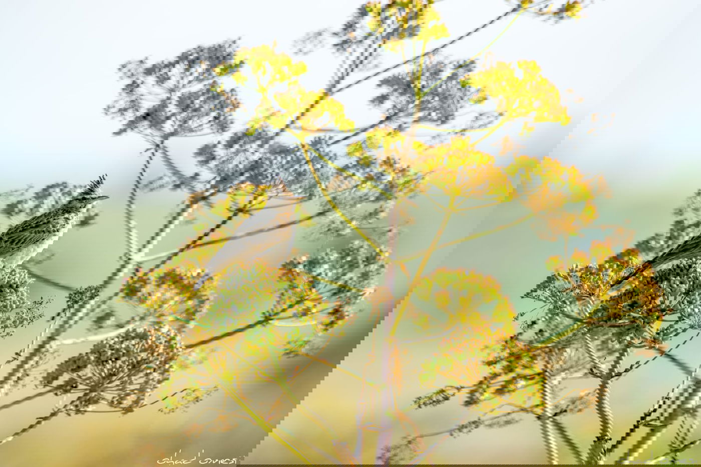 תקועים בבידוד? החיות יצאו להנות מהטבע