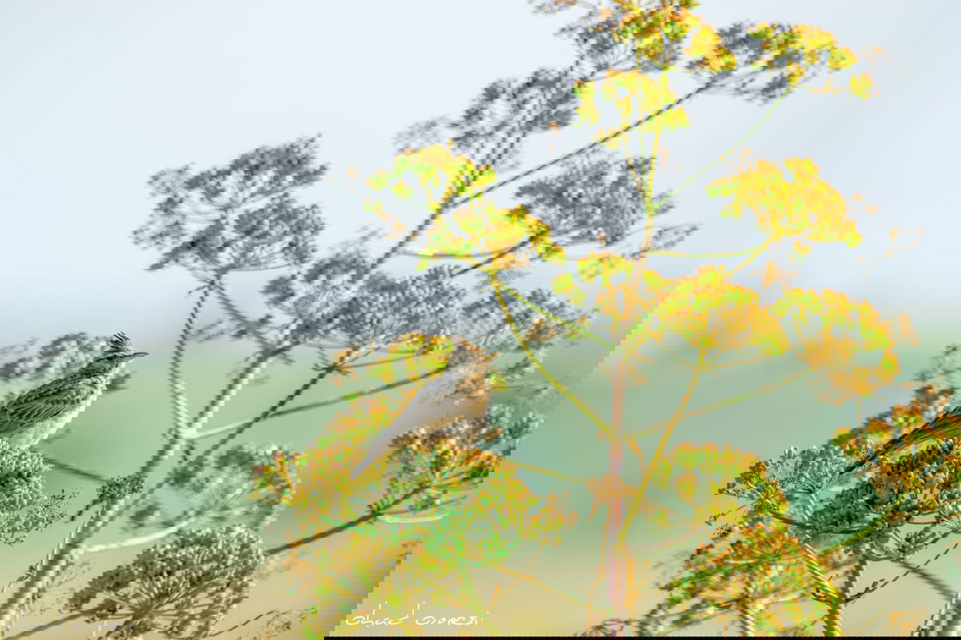 תקועים בבידוד? החיות יצאו להנות מהטבע