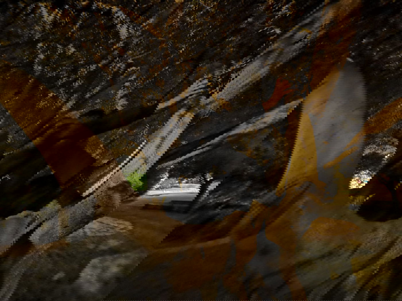 טיול ב'גן הפעמון' באמצע הלילה • גלריה