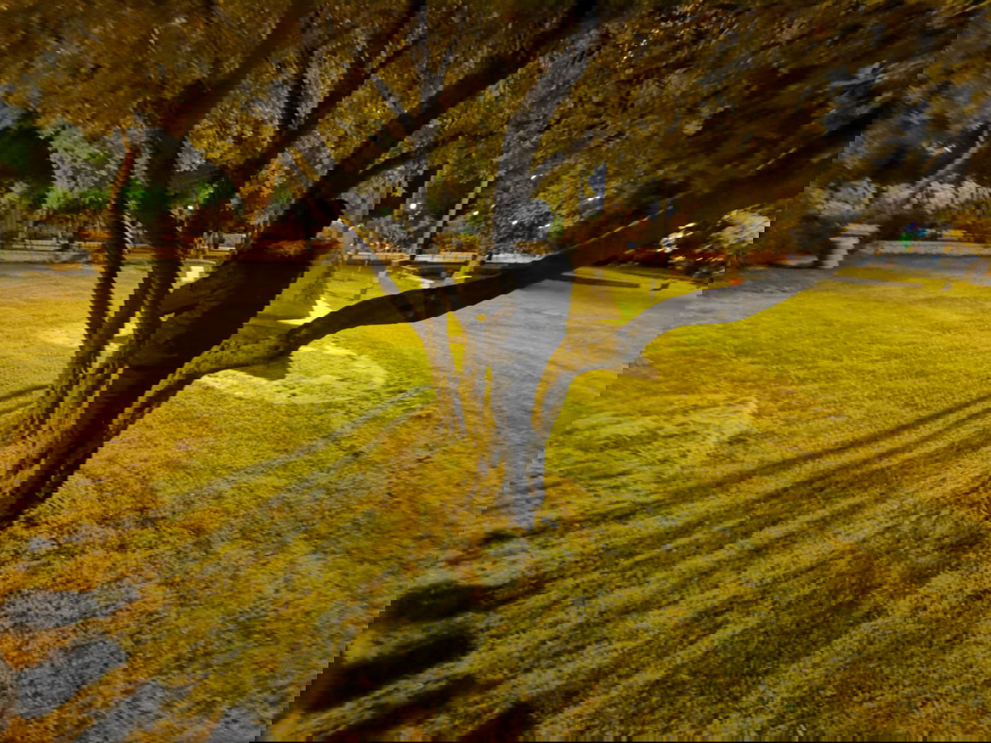 טיול ב'גן הפעמון' באמצע הלילה • גלריה