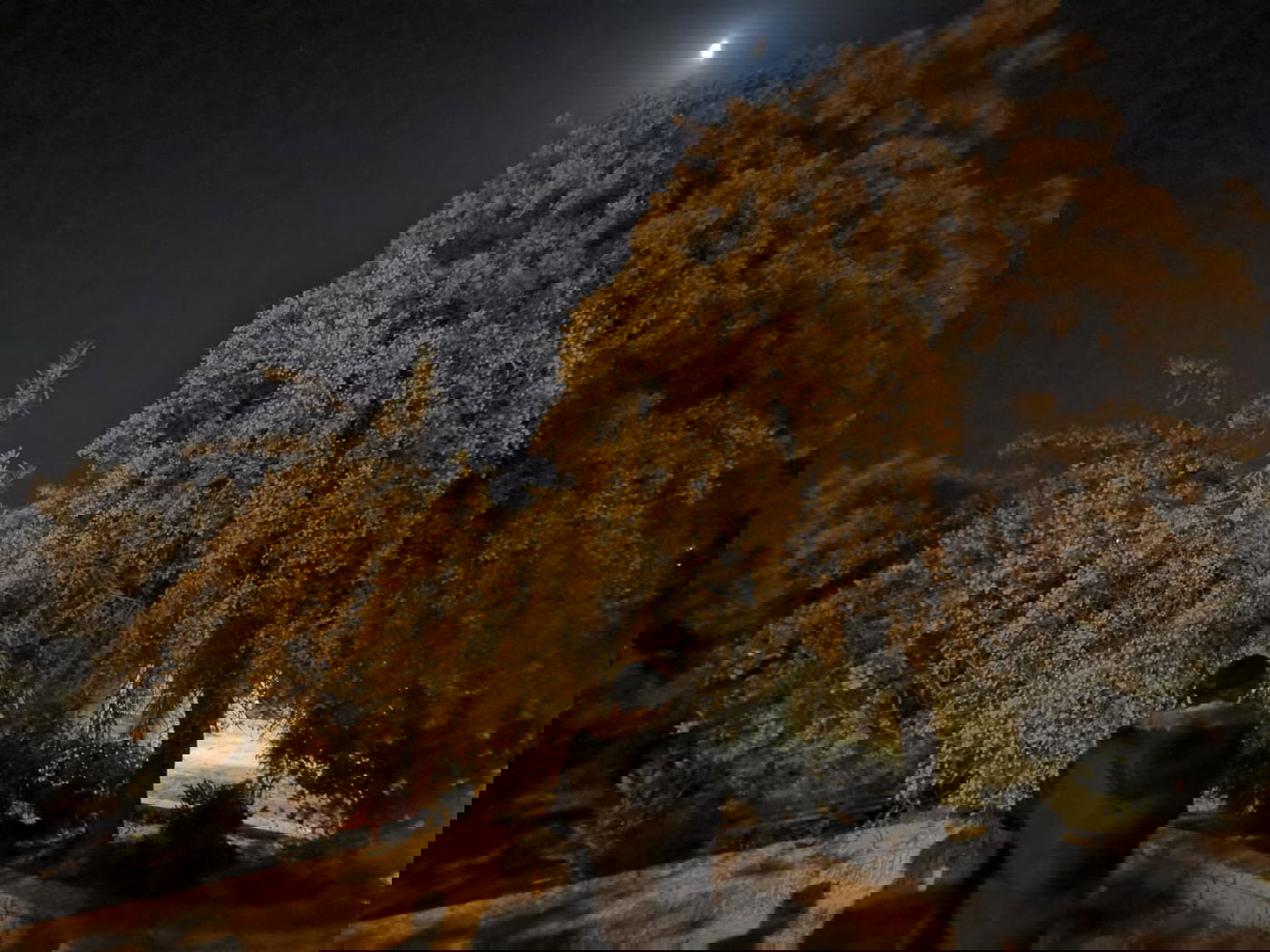 טיול ב'גן הפעמון' באמצע הלילה • גלריה