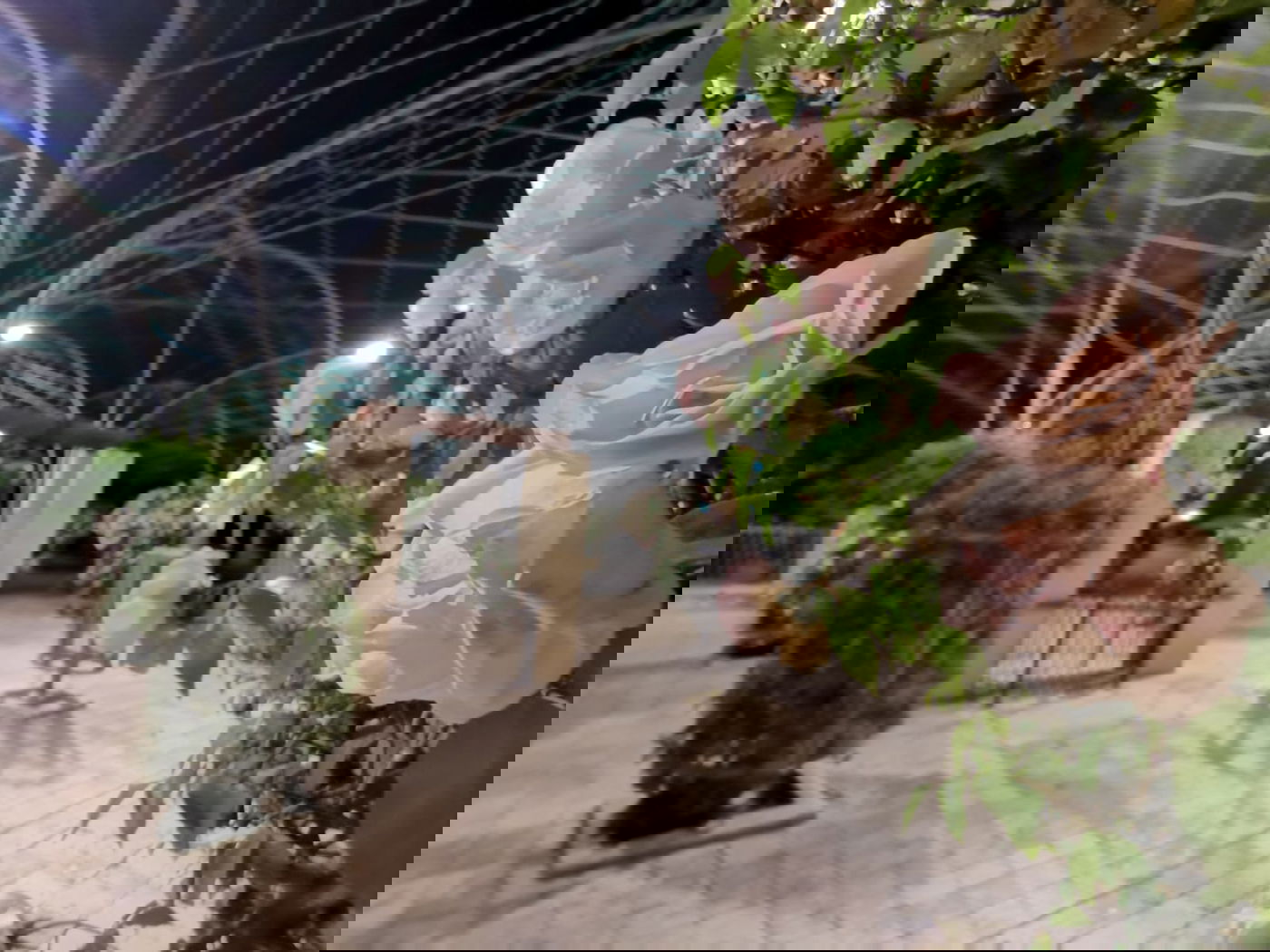 טיול ב'גן הפעמון' באמצע הלילה • גלריה