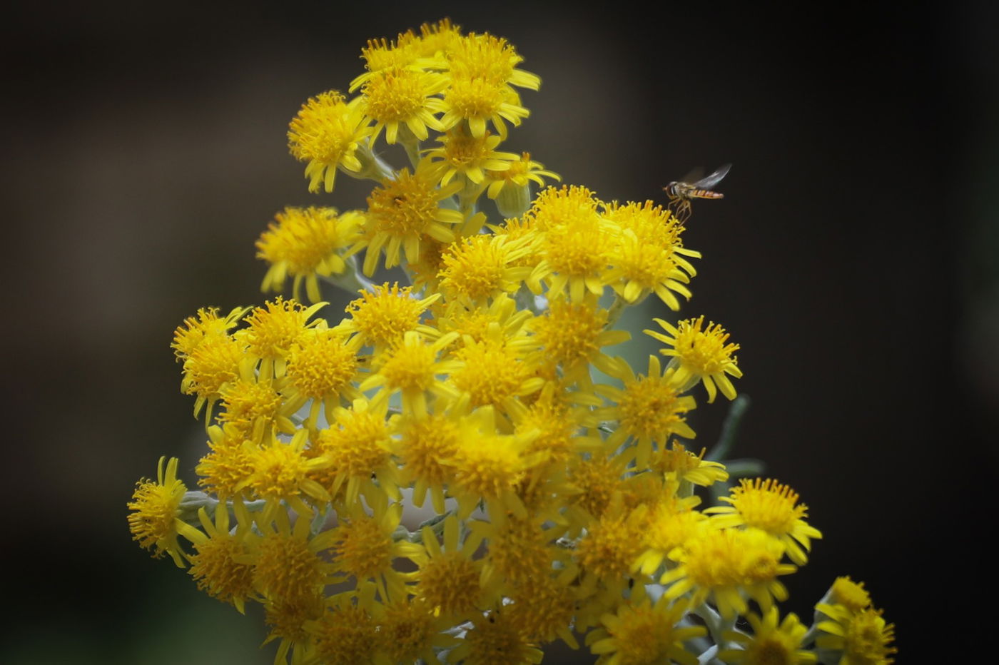 עונת הפרחים והדבורים