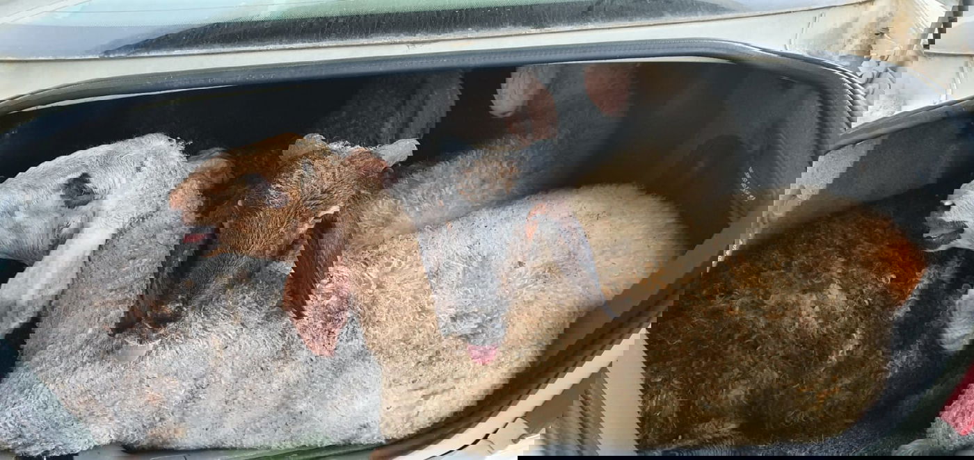 הלוחמים הופתעו: 5 כבשים בתא המטען