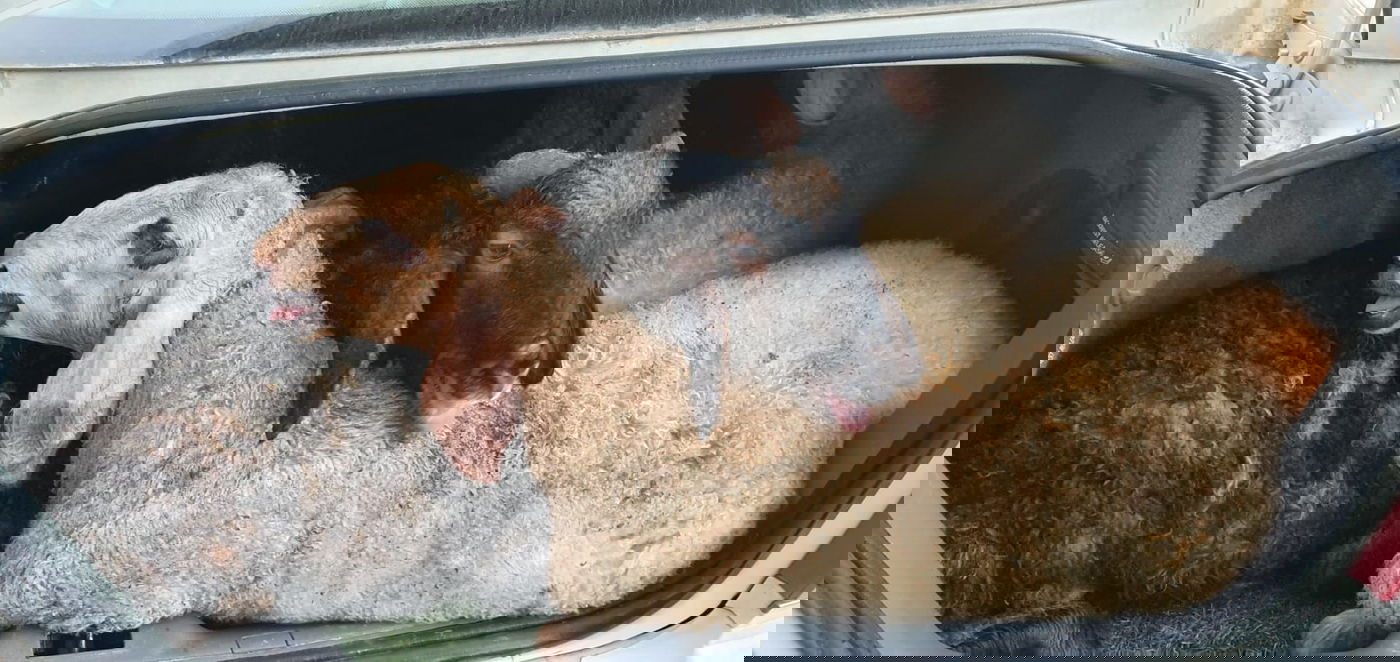 הלוחמים הופתעו: 5 כבשים בתא המטען