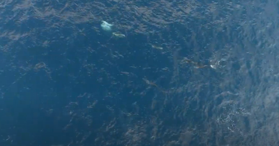 צפו: להקת דולפינים משתעשעת בין הגלים