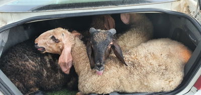 הלוחמים הופתעו: 5 כבשים בתא המטען