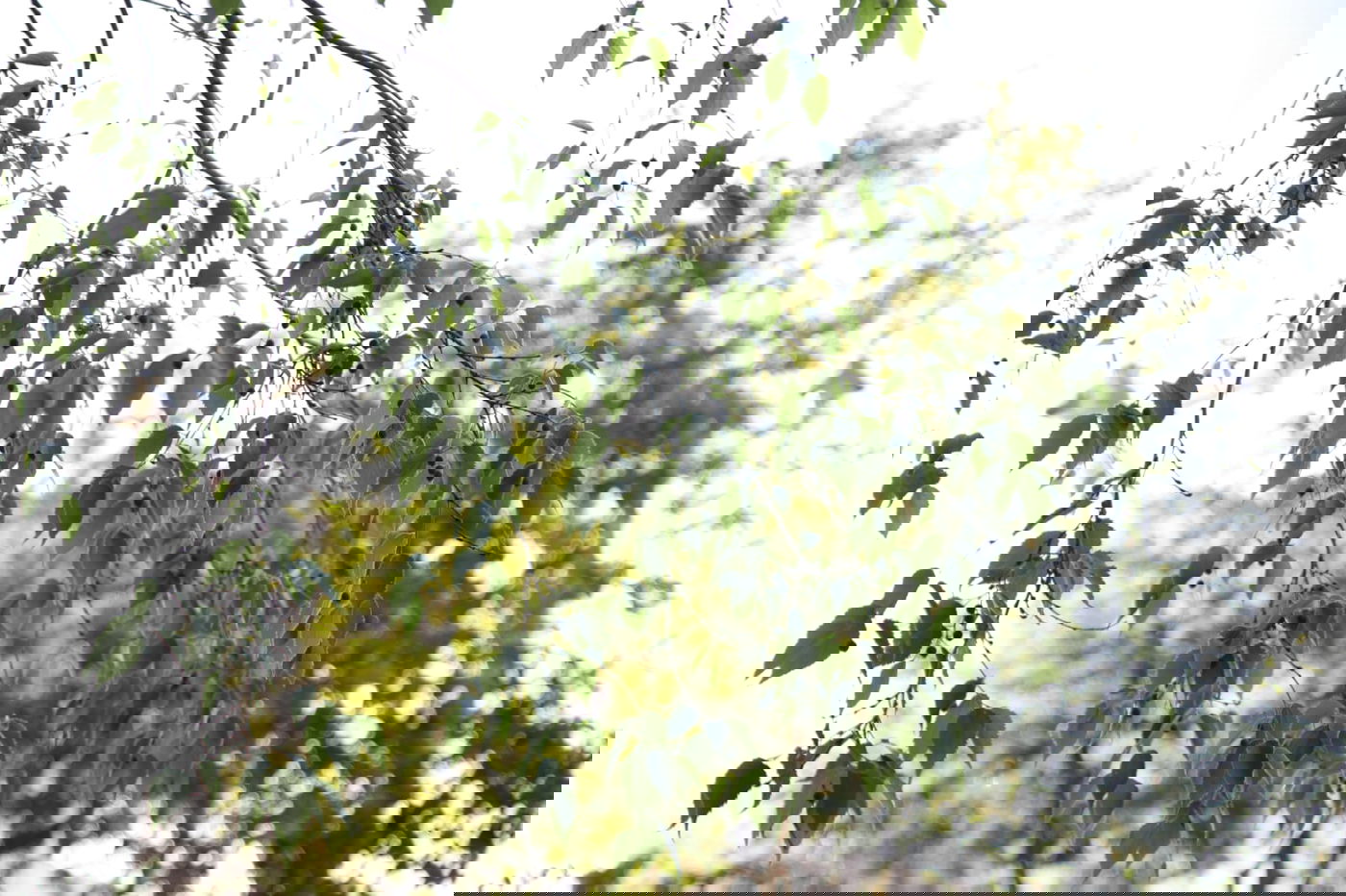 חוזרים לשגרה גם בשוק מחנה יהודה • גלריה