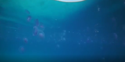 מותר ללכת לים? המדוזות כבר נצפו בחופים