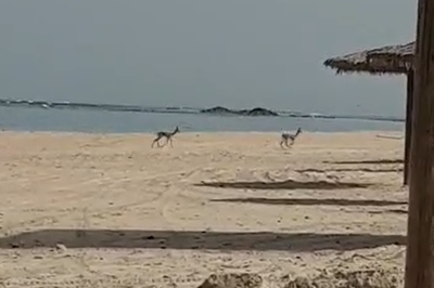 רוצים לחזור לטייל? אלו ההנחיות החדשות