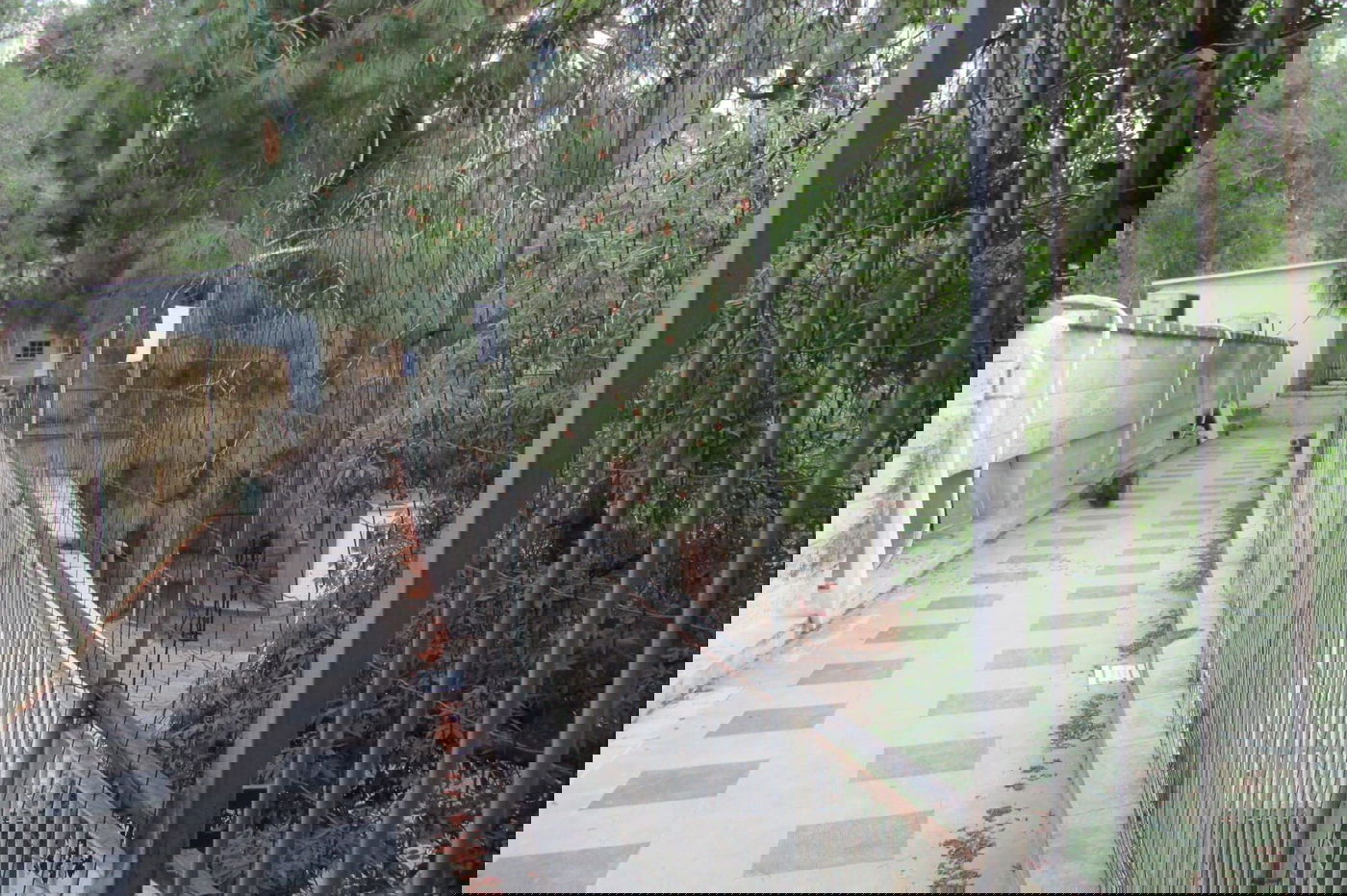 'לנדא' מצטרפים ל'מתווה הקפסולות' • צפו בהיערכות