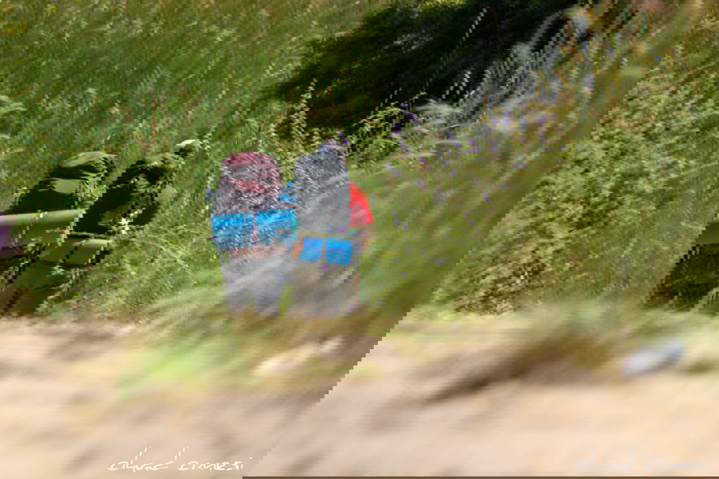 כמו גלויה: תיעוד מרהיב מהגולן היפהפה