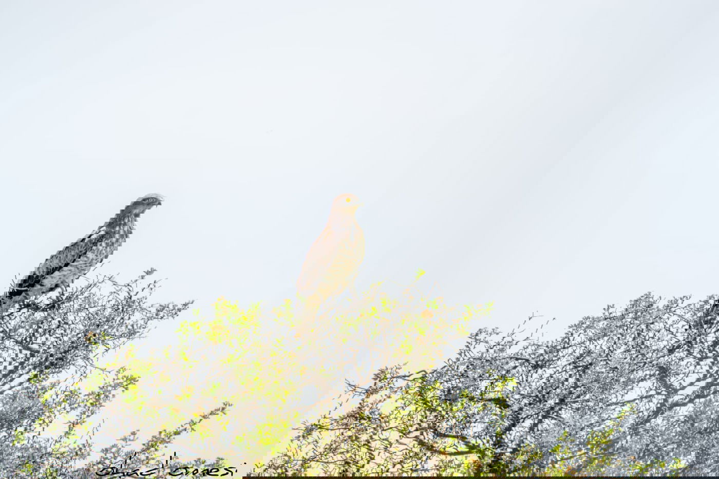 כמו גלויה: תיעוד מרהיב מהגולן היפהפה