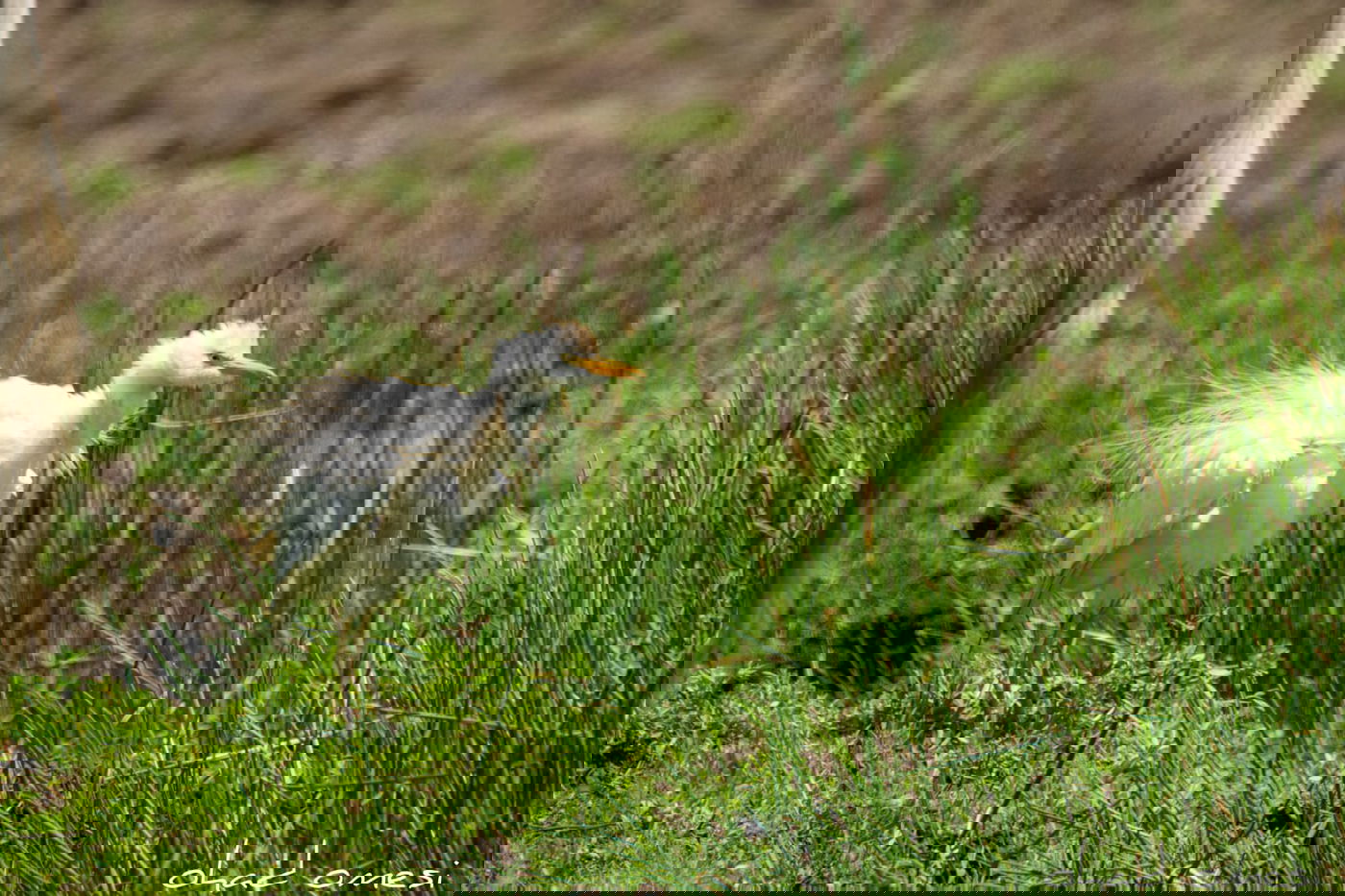 כמו גלויה: תיעוד מרהיב מהגולן היפהפה