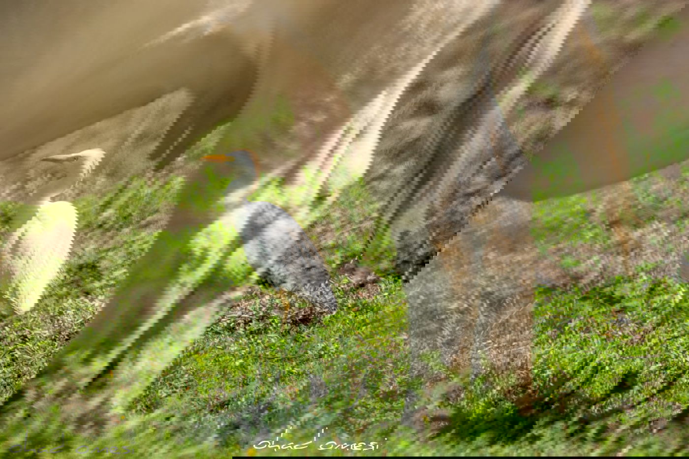 כמו גלויה: תיעוד מרהיב מהגולן היפהפה