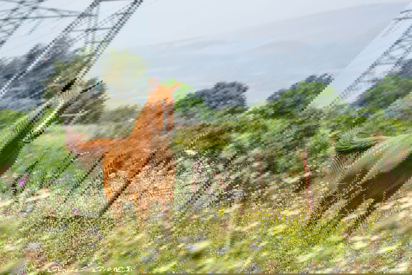 כמו גלויה: תיעוד מרהיב מהגולן היפהפה