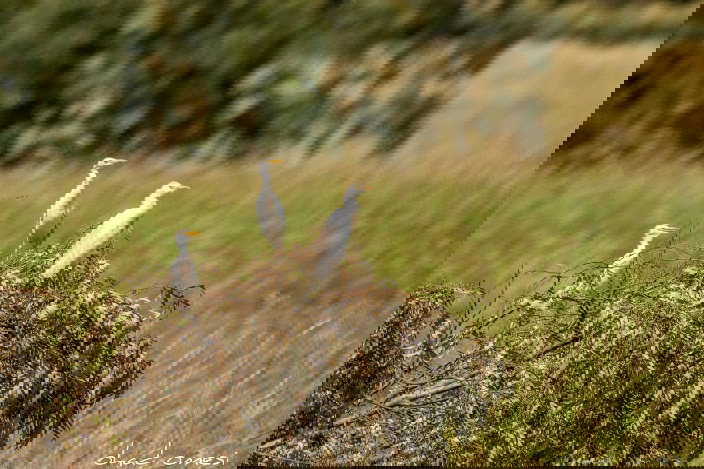 כמו גלויה: תיעוד מרהיב מהגולן היפהפה