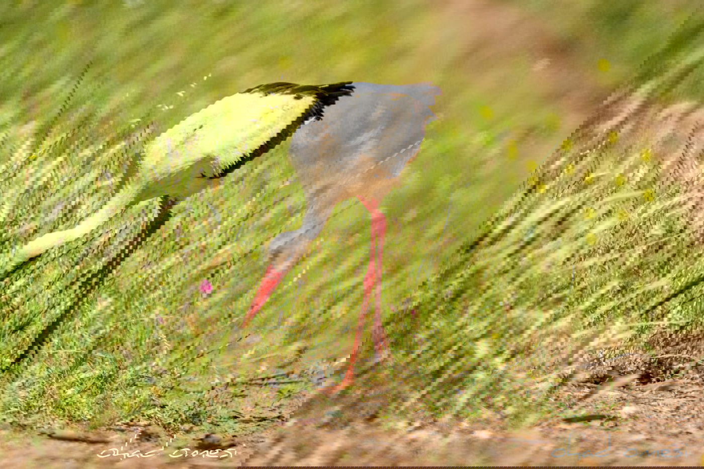 כמו גלויה: תיעוד מרהיב מהגולן היפהפה