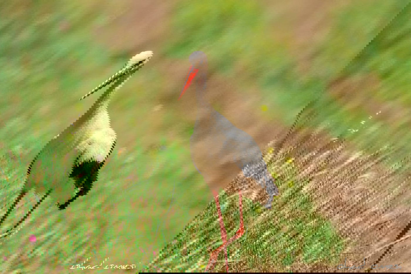 כמו גלויה: תיעוד מרהיב מהגולן היפהפה