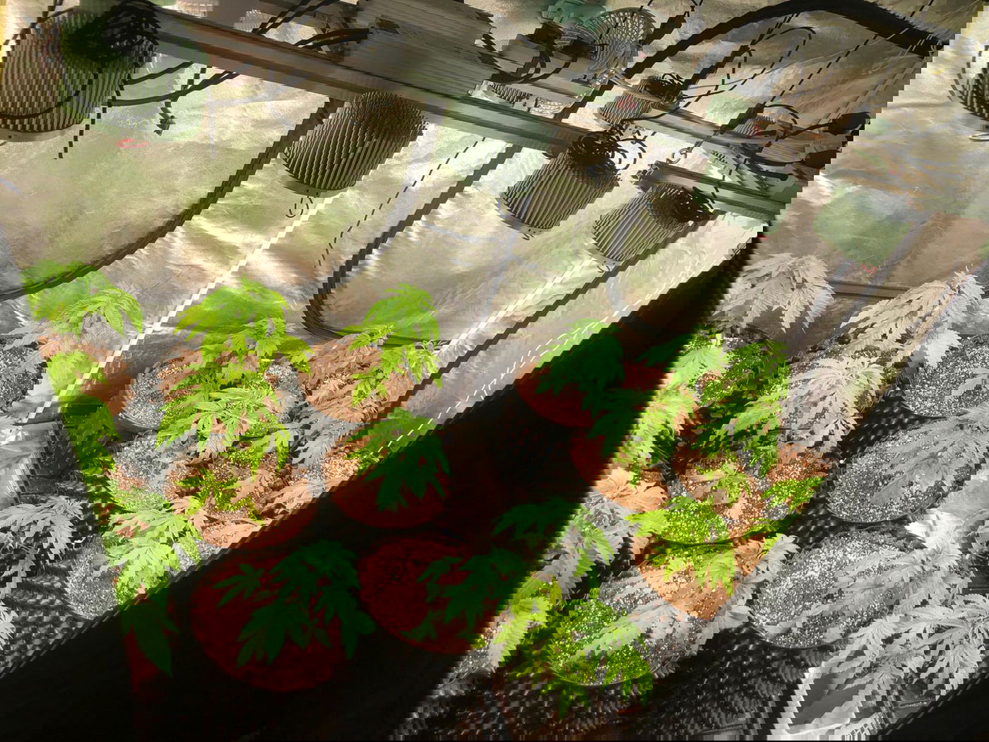 בלשי המשטרה איתרו מעבדת סמים בביתר עילית