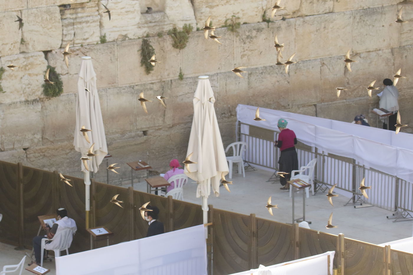 הציפור המסתורית שזוכה לקבלת פנים ייחודית