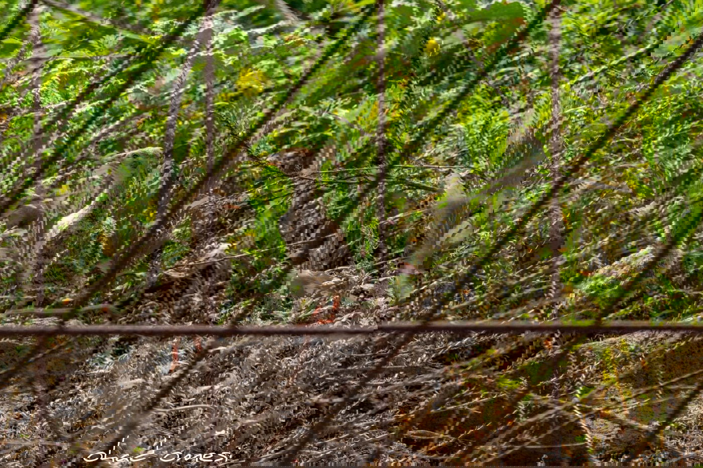 הפריחה האחרונה של אירוס ארם נהריים