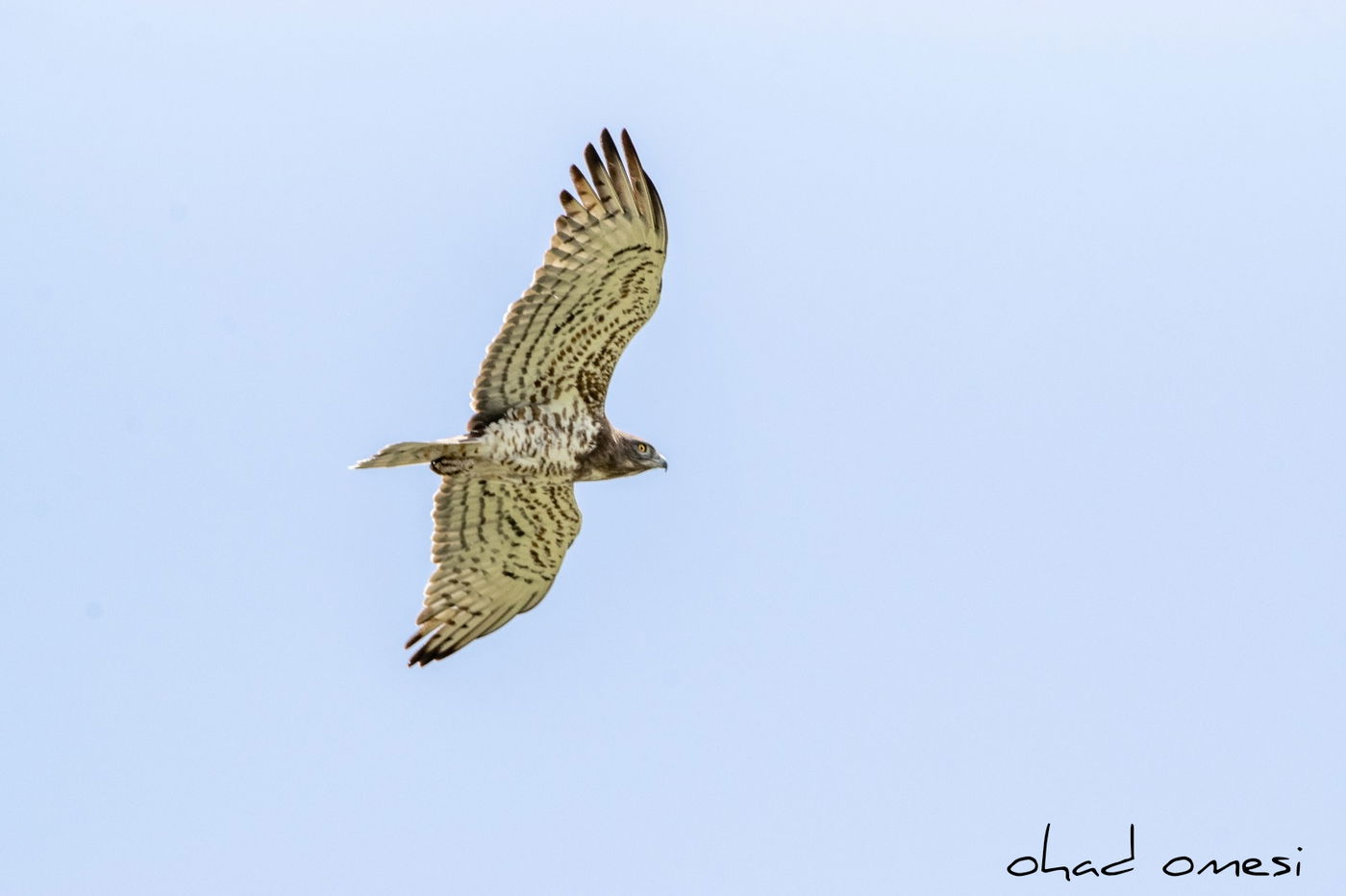 הפריחה האחרונה של אירוס ארם נהריים