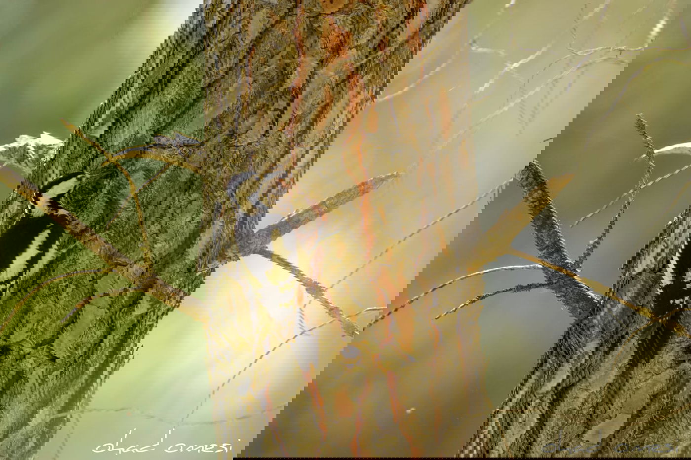 הפריחה האחרונה של אירוס ארם נהריים