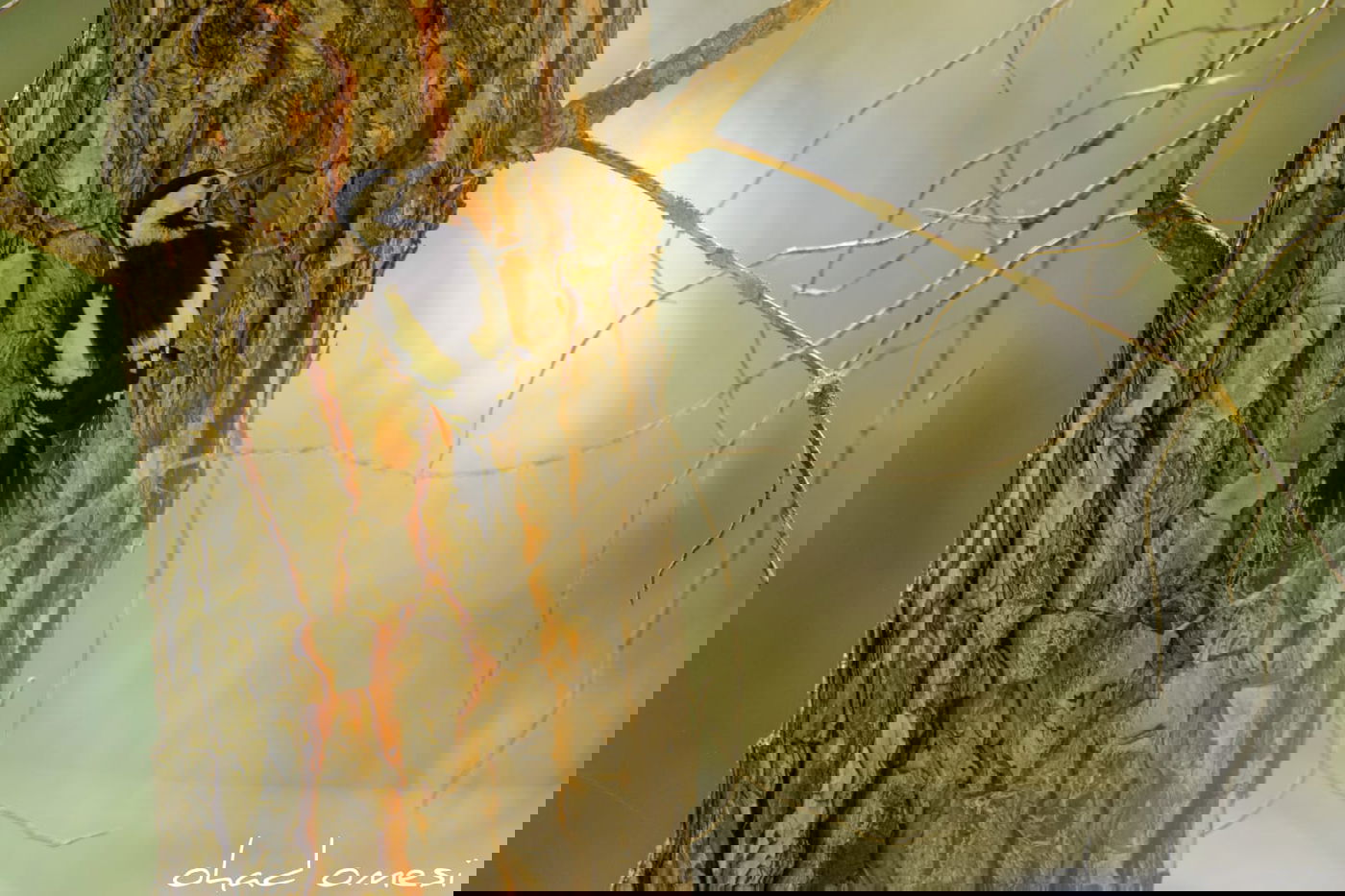 הפריחה האחרונה של אירוס ארם נהריים