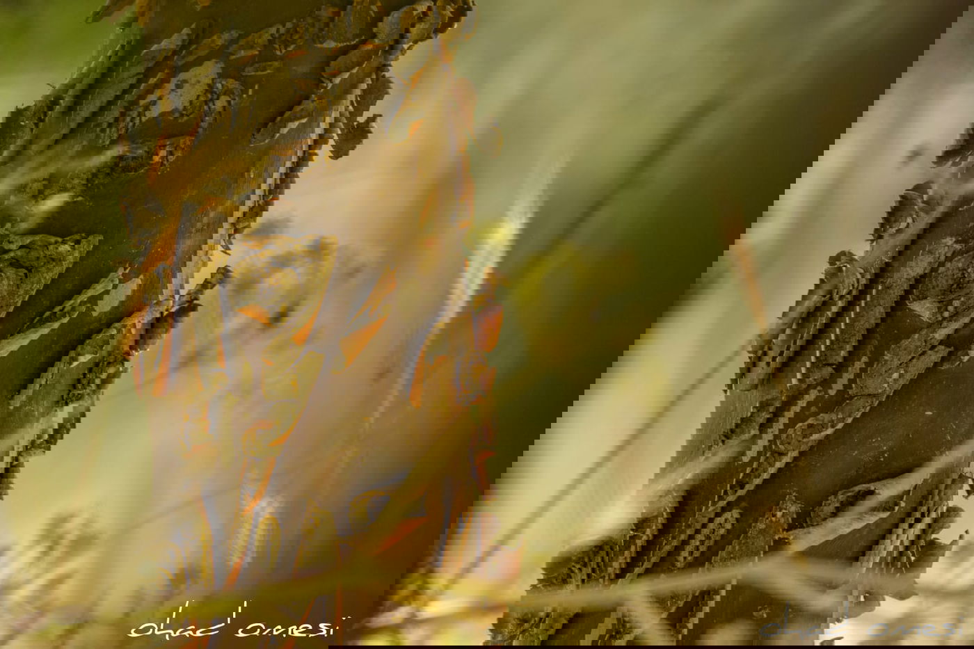 הפריחה האחרונה של אירוס ארם נהריים