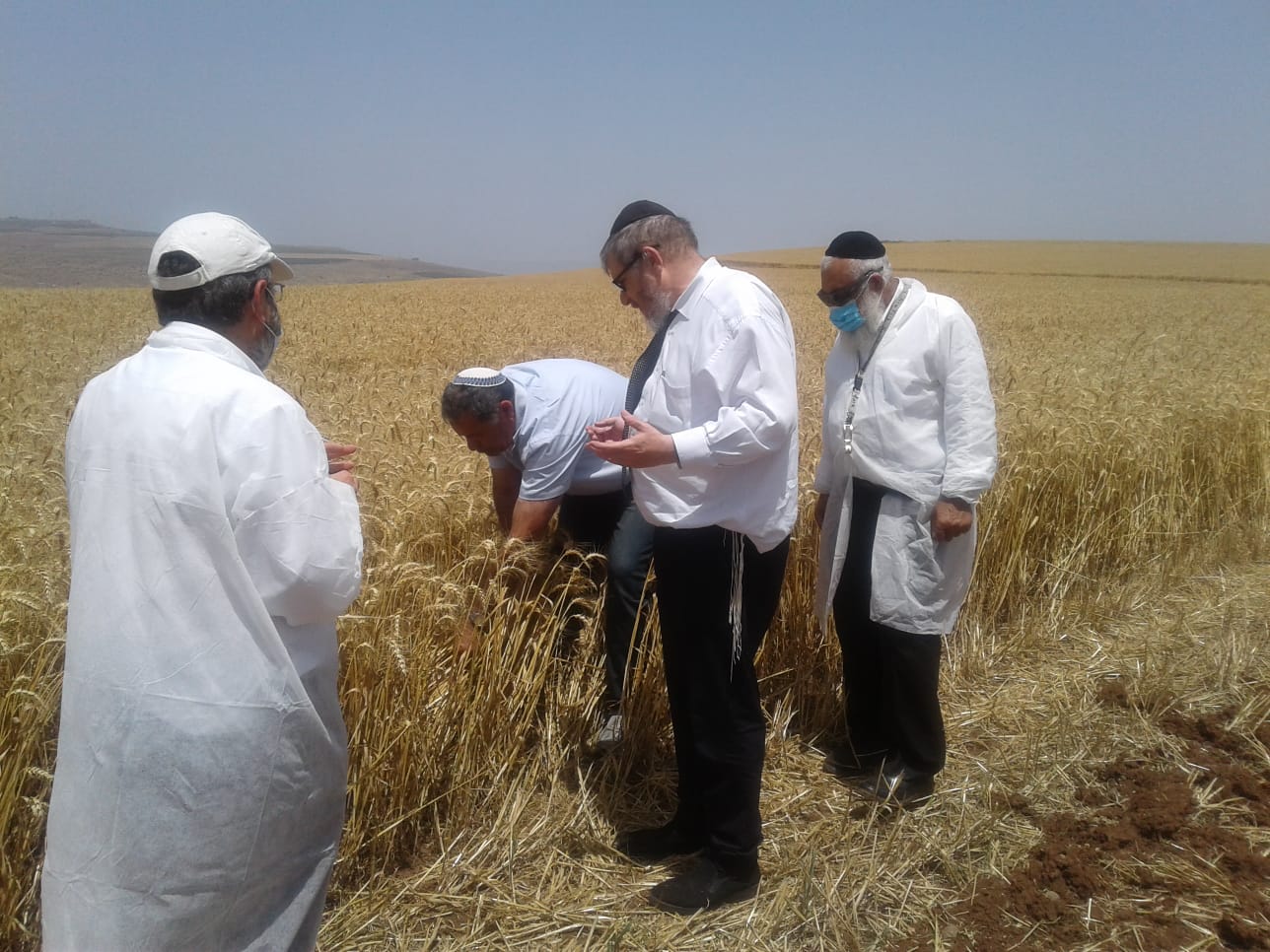 'חשש לשריפות': צפו בקציר חיטים לתשפ"א