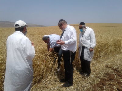 'חשש לשריפות': צפו בקציר חיטים לתשפ"א