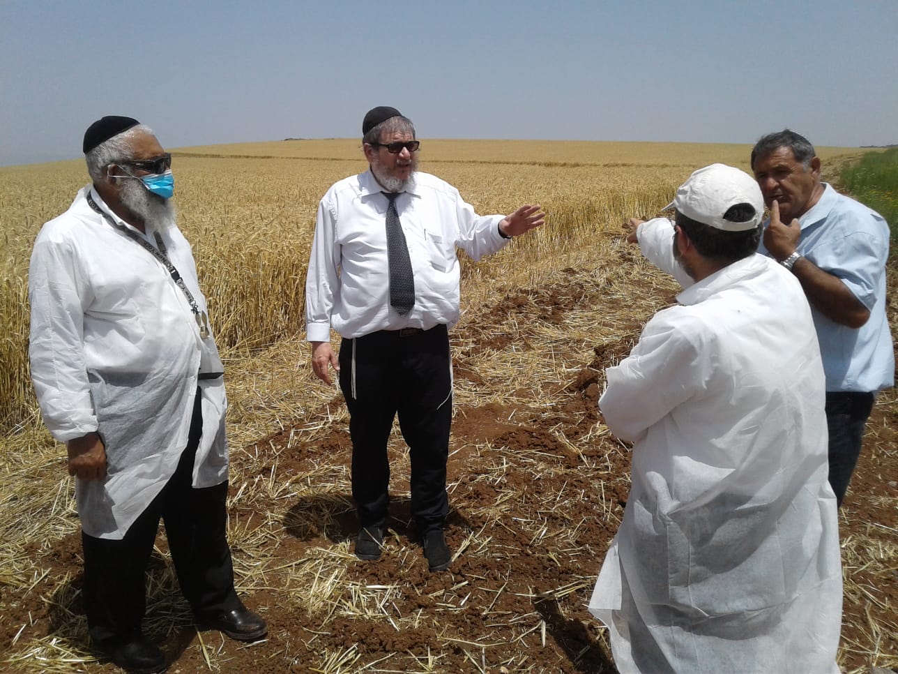 'חשש לשריפות': צפו בקציר חיטים לתשפ"א