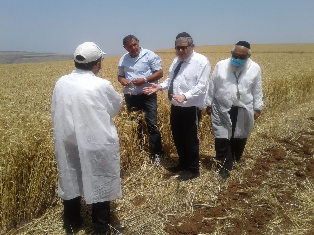 'חשש לשריפות': צפו בקציר חיטים לתשפ"א