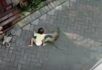 מה גרם לקוף על אופנוע לחטוף ילדה קטנה?