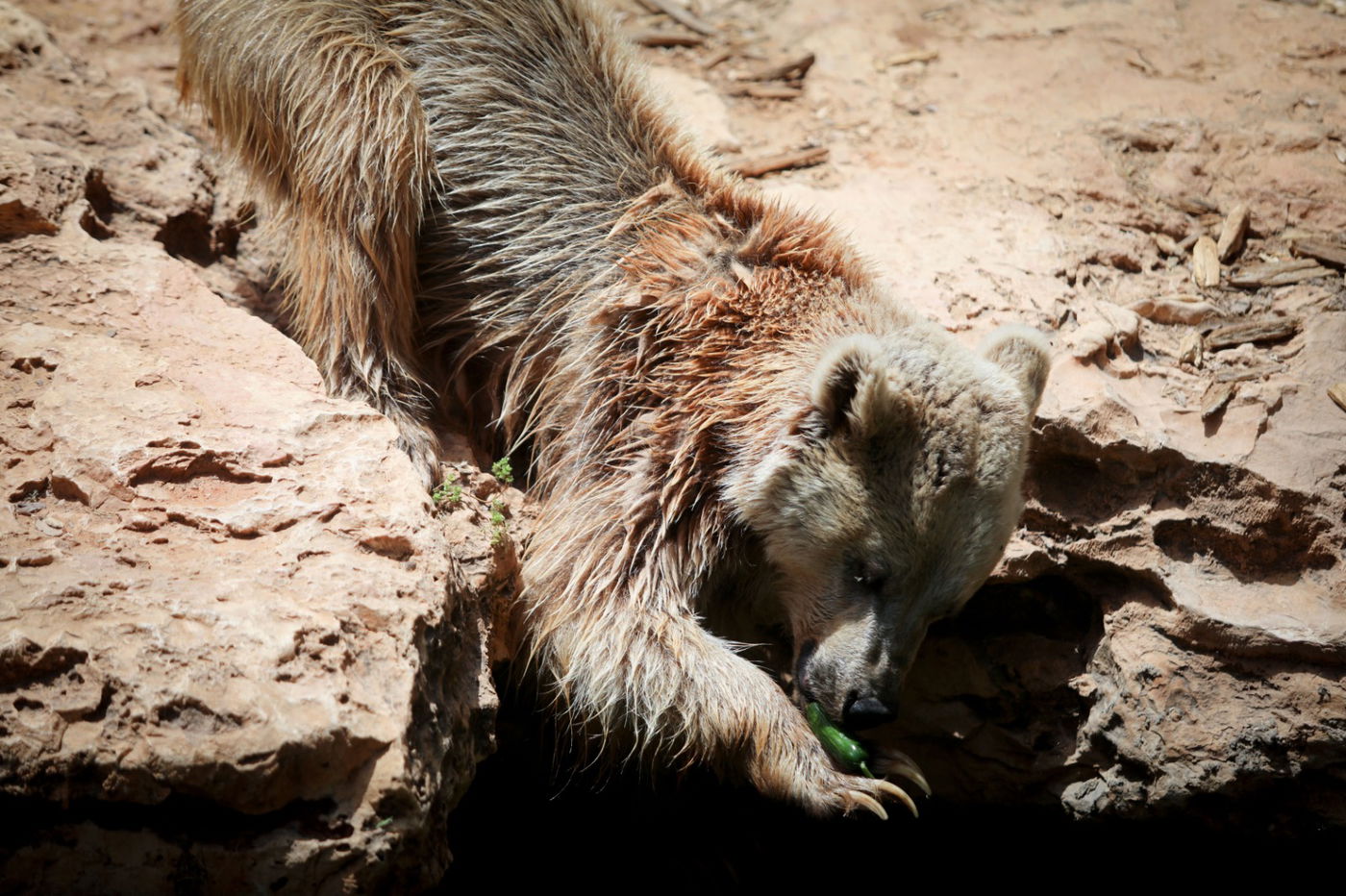 תיעוד מרהיב: הדובים והפילים ביום השרבי
