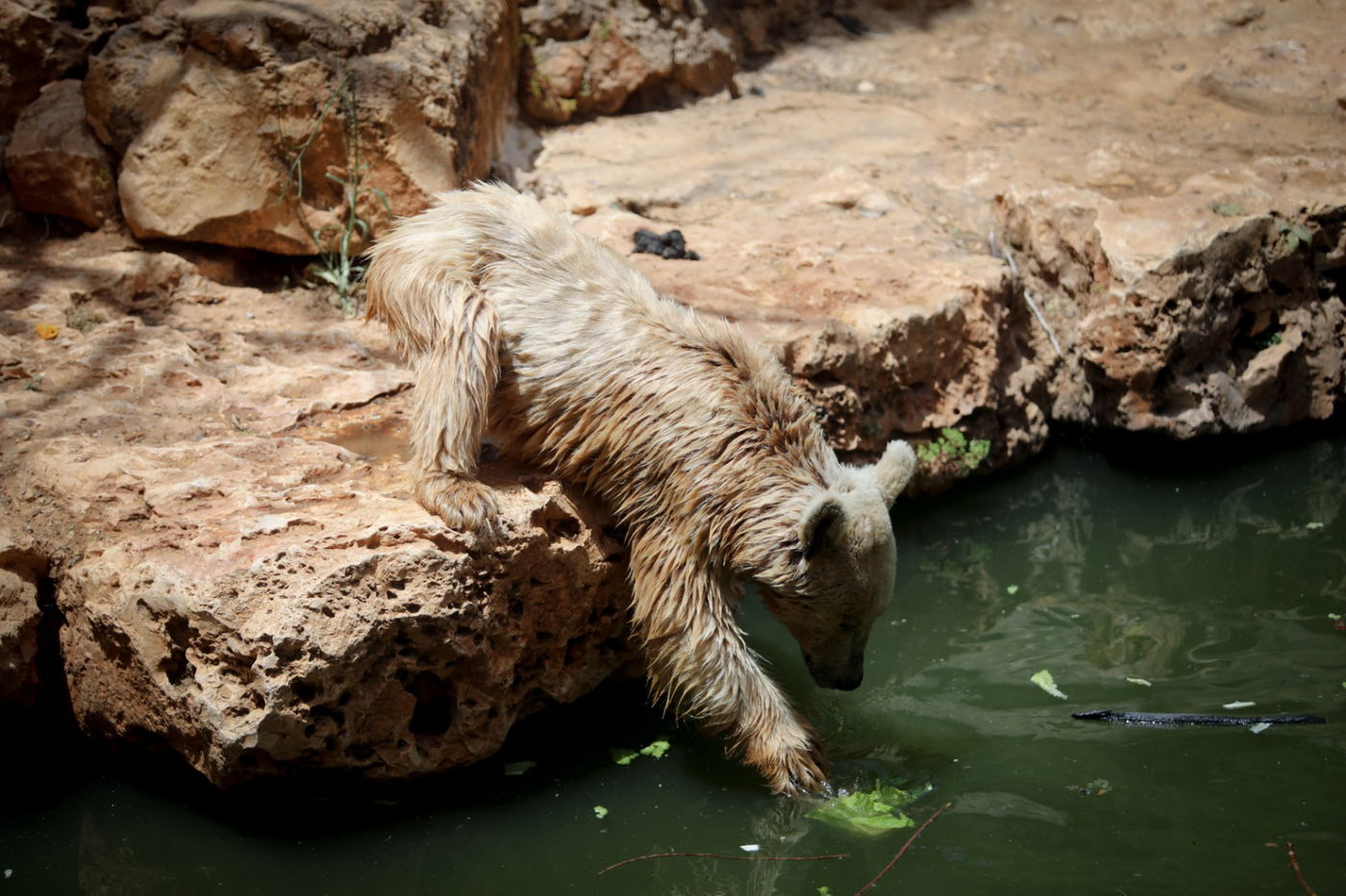 תיעוד מרהיב: הדובים והפילים ביום השרבי