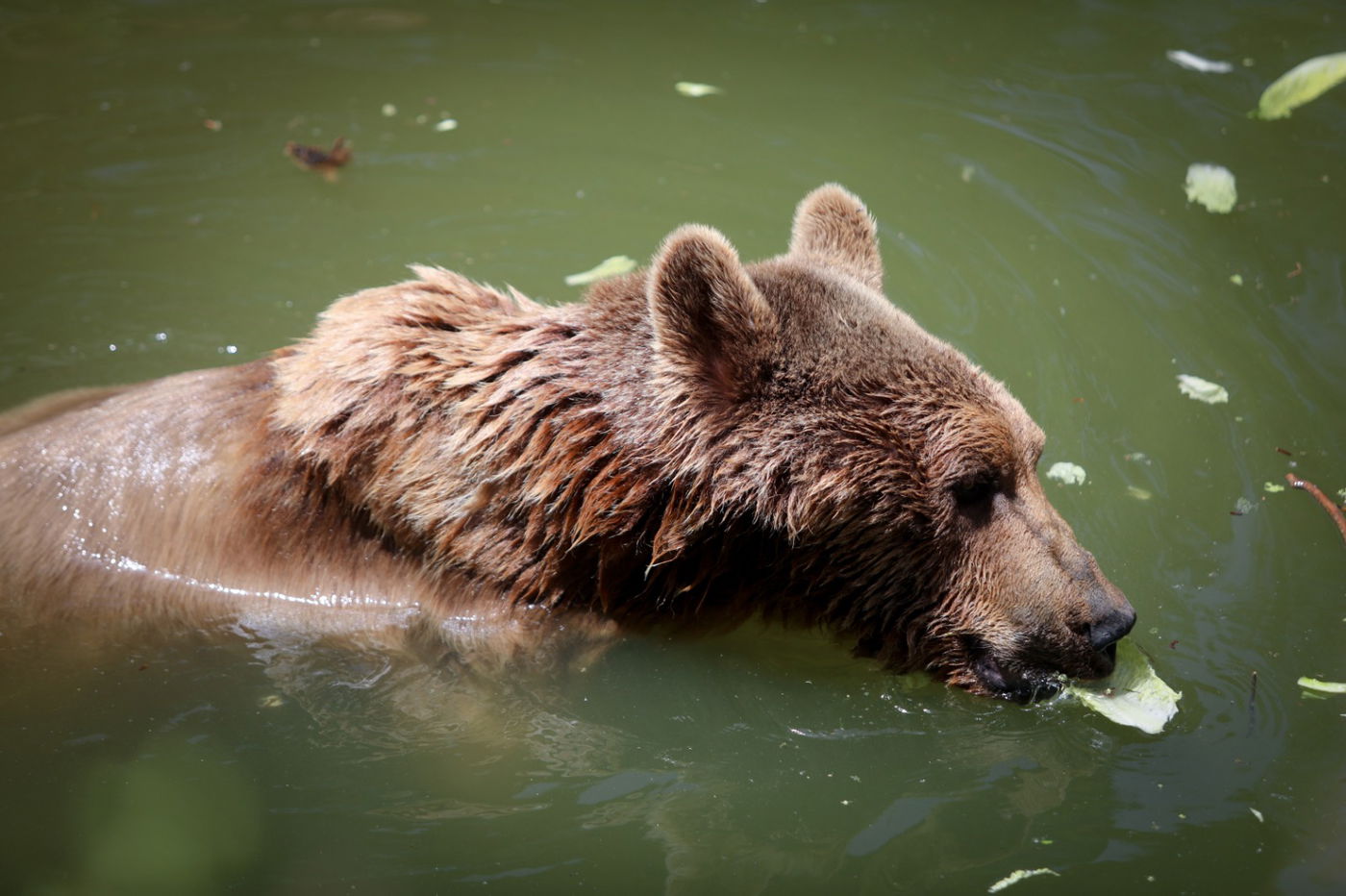 תיעוד מרהיב: הדובים והפילים ביום השרבי