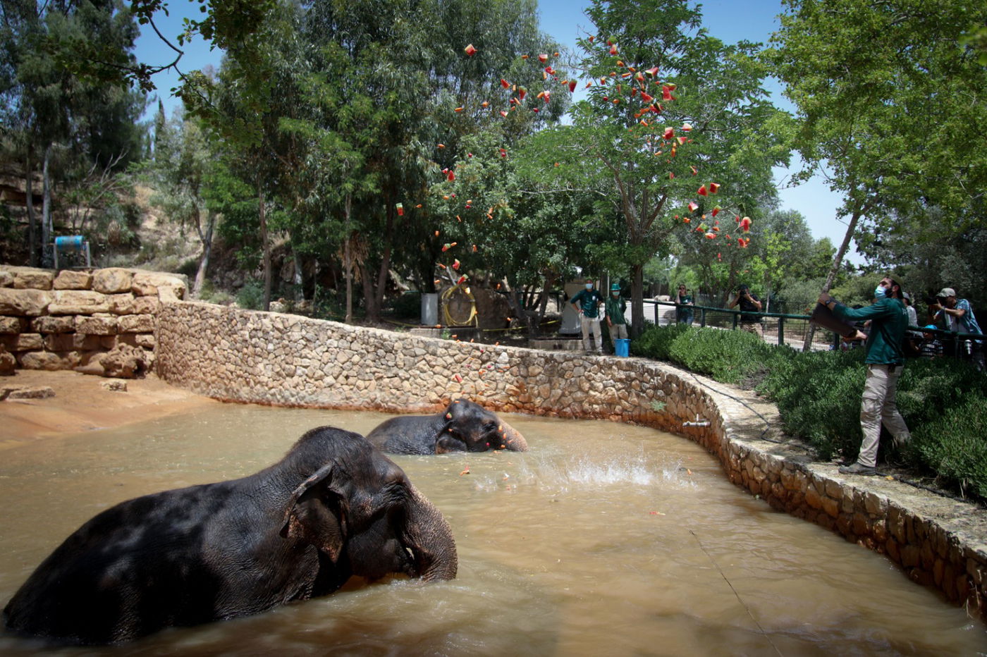 תיעוד מרהיב: הדובים והפילים ביום השרבי