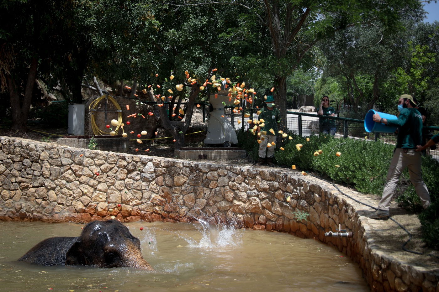 תיעוד מרהיב: הדובים והפילים ביום השרבי