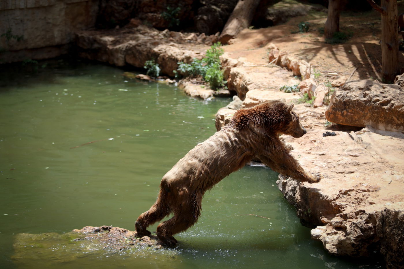 תיעוד מרהיב: הדובים והפילים ביום השרבי