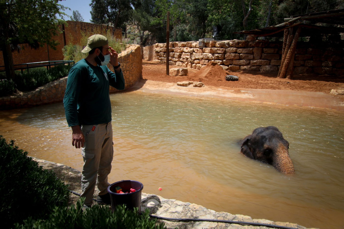 תיעוד מרהיב: הדובים והפילים ביום השרבי
