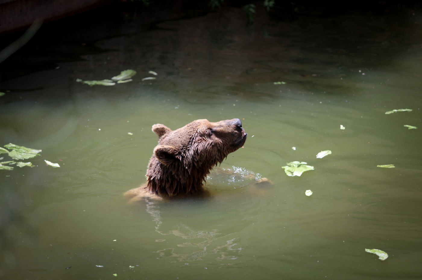 תיעוד מרהיב: הדובים והפילים ביום השרבי