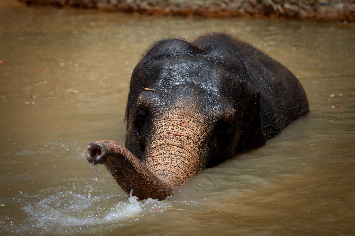 תיעוד מרהיב: הדובים והפילים ביום השרבי