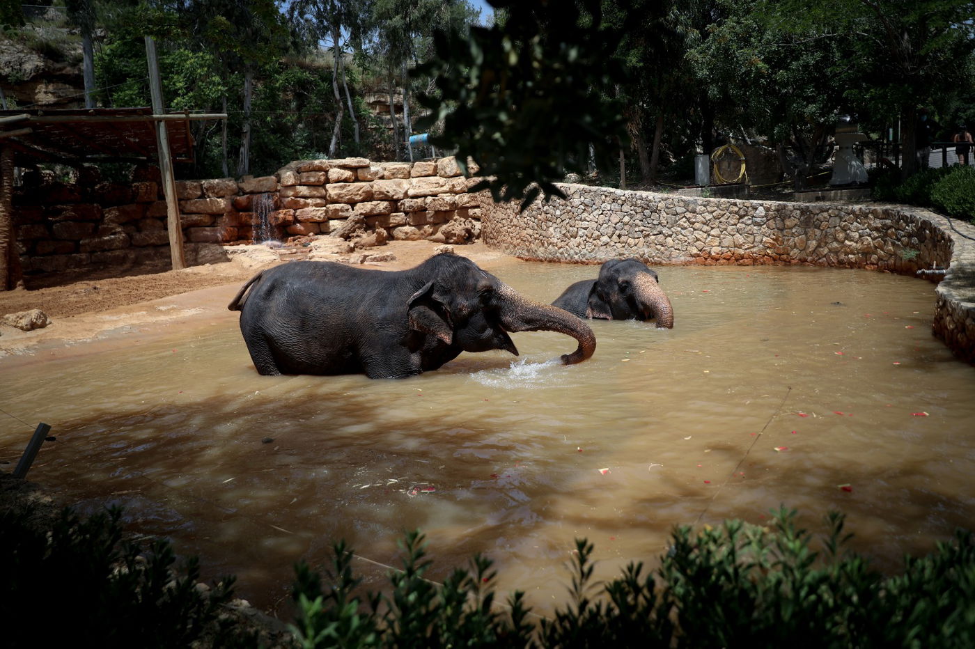 תיעוד מרהיב: הדובים והפילים ביום השרבי